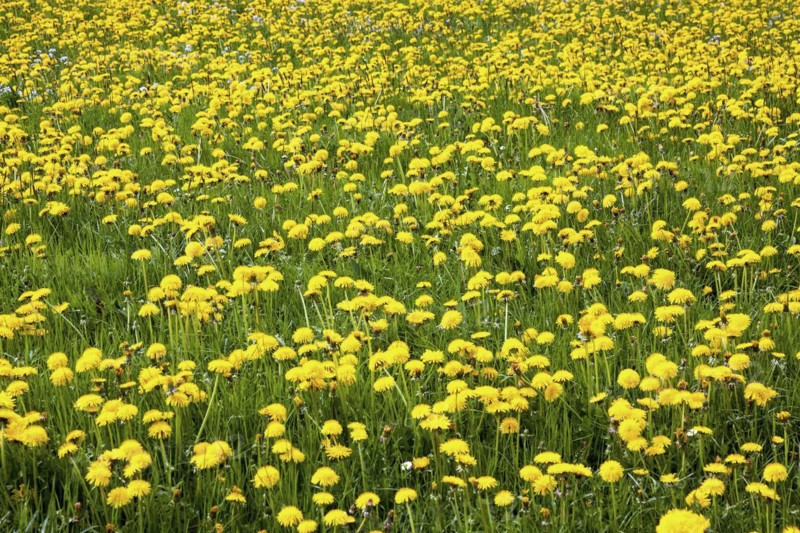 Flowering dandelion