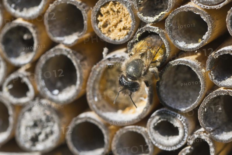 Rusty red mason bee