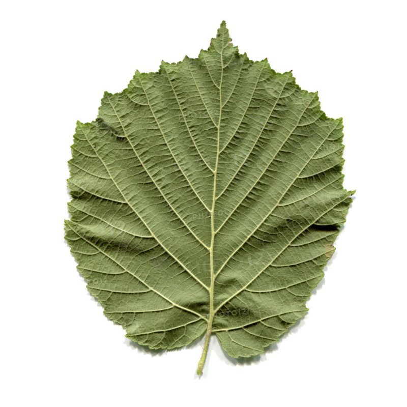 Hazel tree leaf