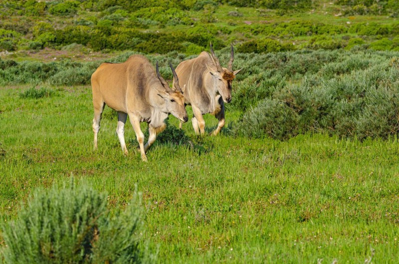 Common eland