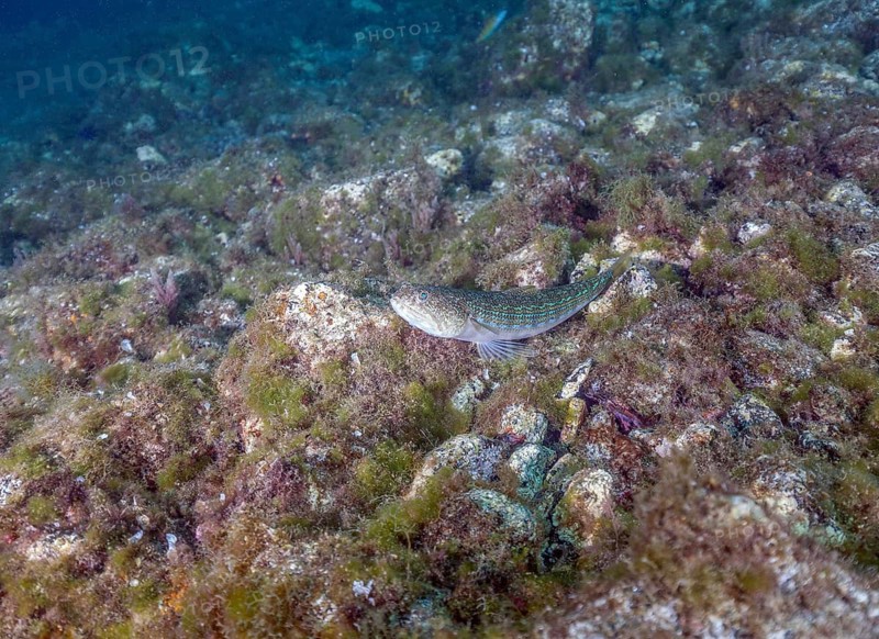 Atlantic lizardfish