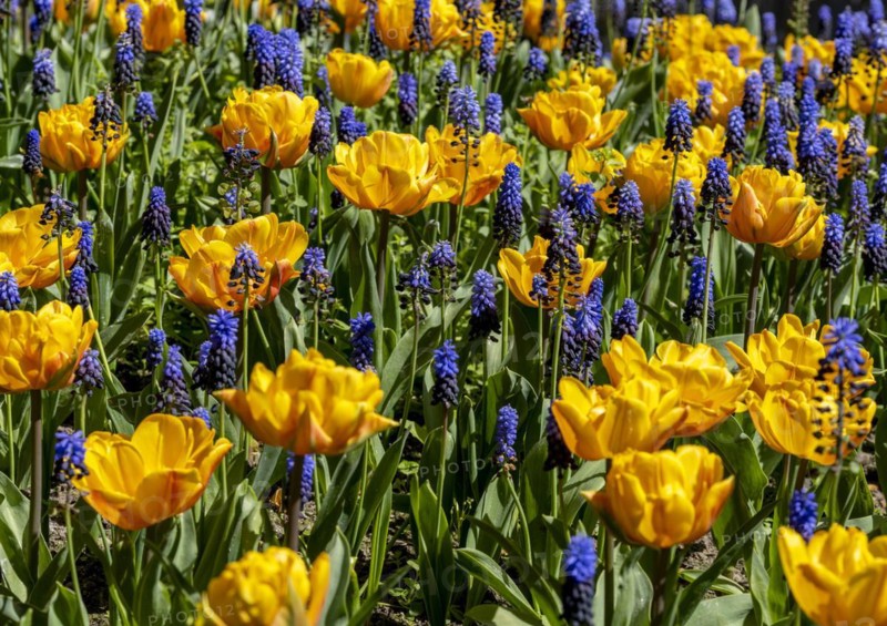 Yellow tulips and blue grape hyacinth in a bed in the park