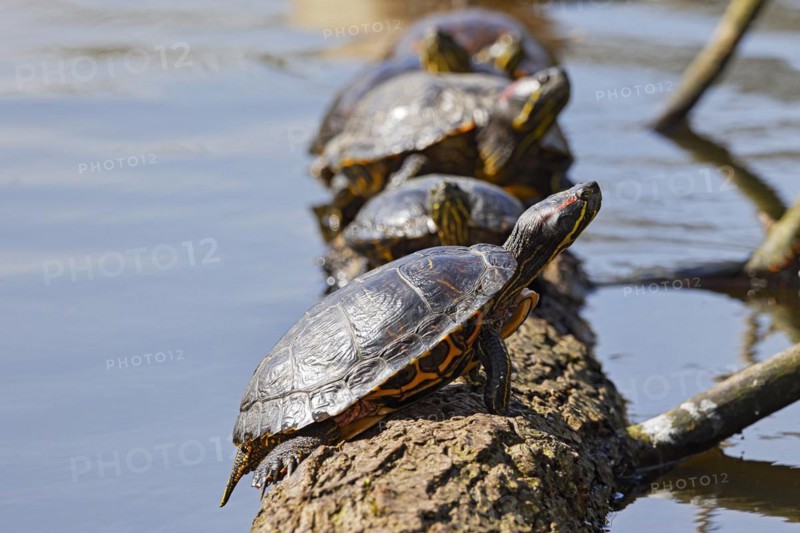 Red-eared sliders