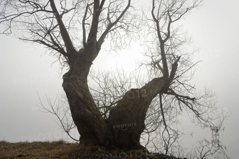 Foggy atmosphere at the Moehnesee