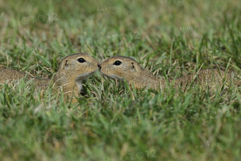 European ground squirrel