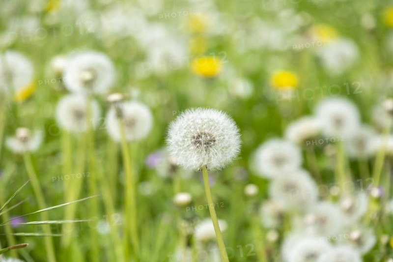 Common dandelion