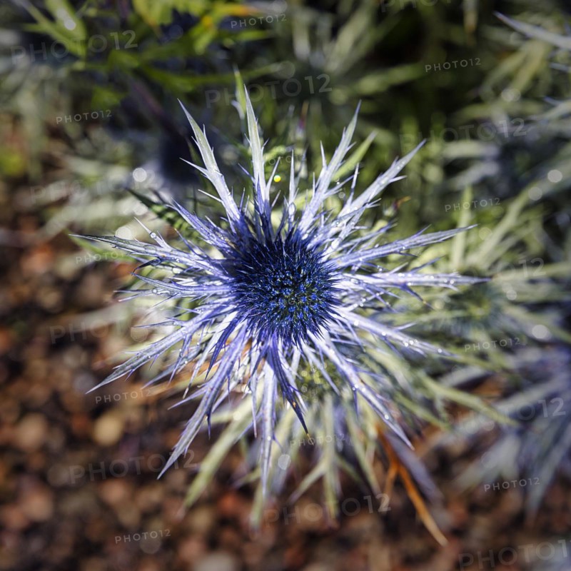 Alpine sea holly