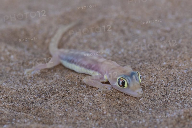 Namib sand gecko