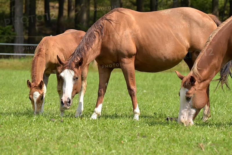 Broodmares and foals of the Western breed American Quarter Horse on pasture