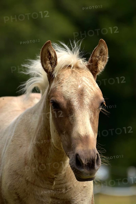 Foal of the Western horse breed American Quarter Horse in the pasture