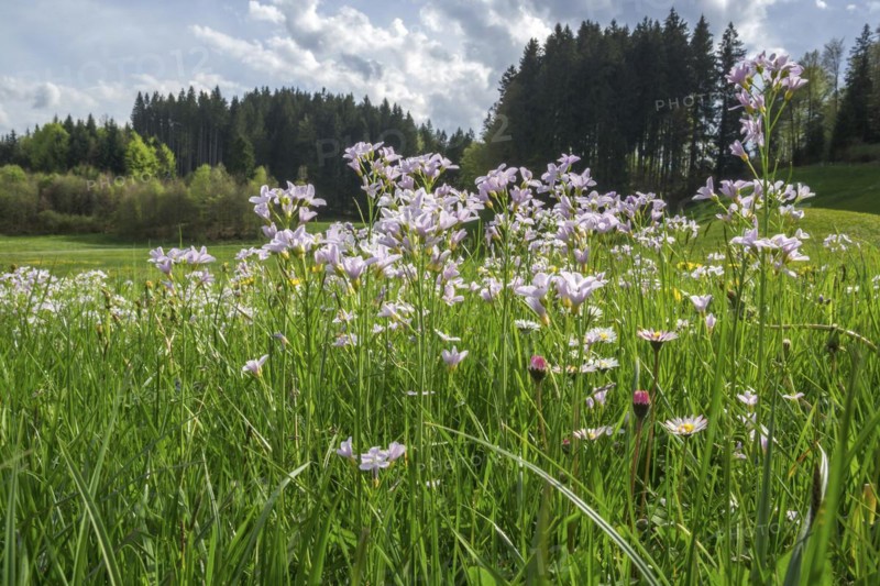 Flowering meadow foamwort