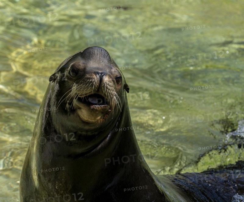California sea lion