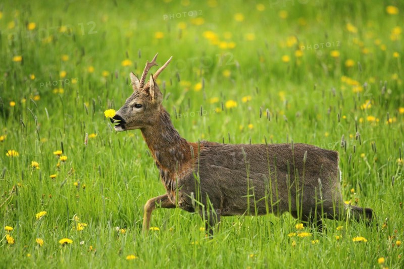 European roe deer