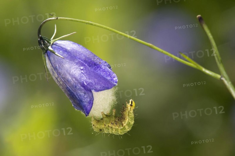 Caterpillar of the silver y