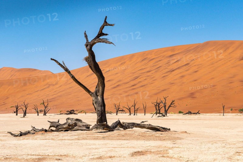 Dead camelthorn tree
