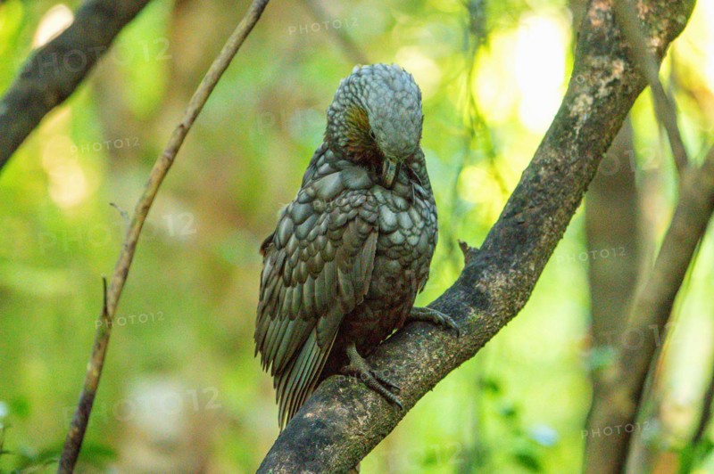 Kea