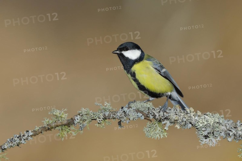 Great tit