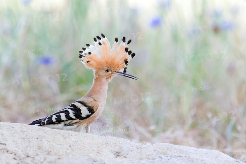 Hoopoe