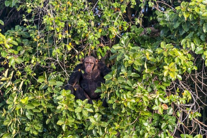 Chimpanzee