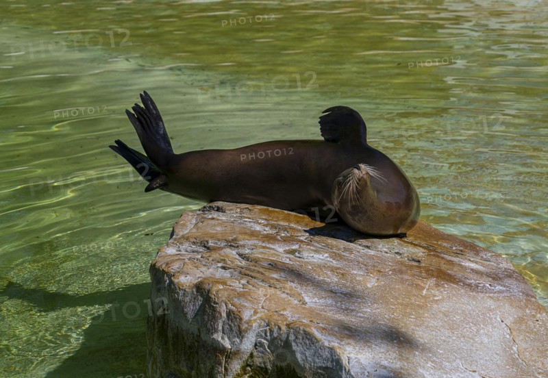 California sea lion