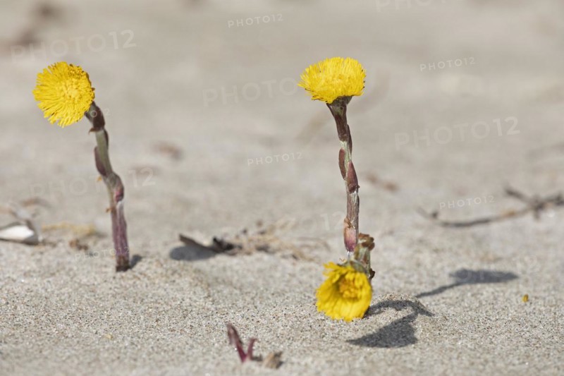 Coltsfoot