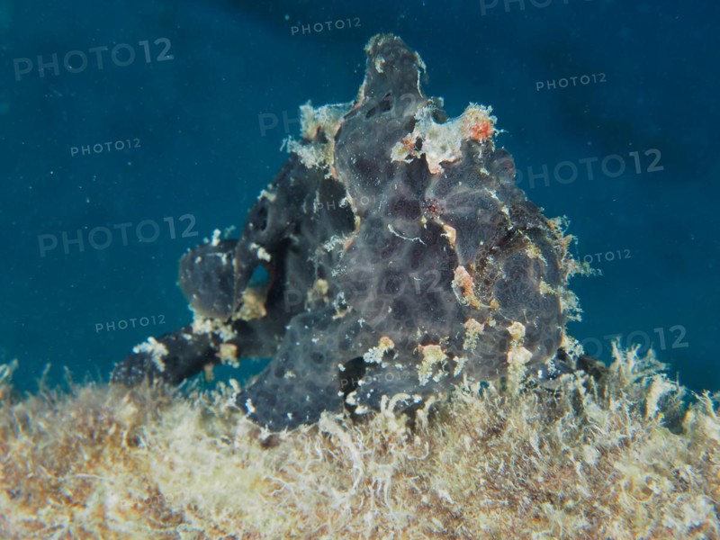 Black Giant Frogfish