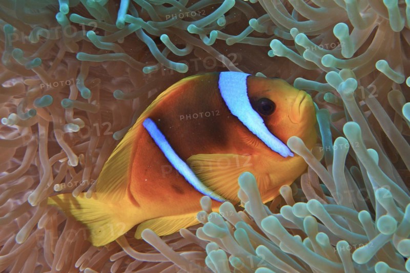 Red sea clownfish