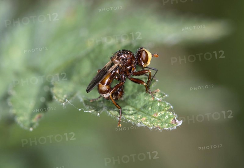 Common broad-headed blowfly