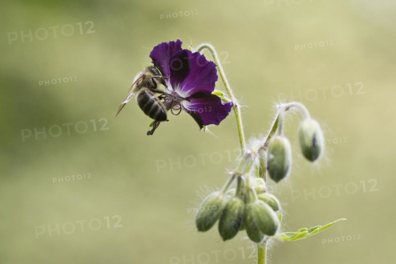 Honey bee