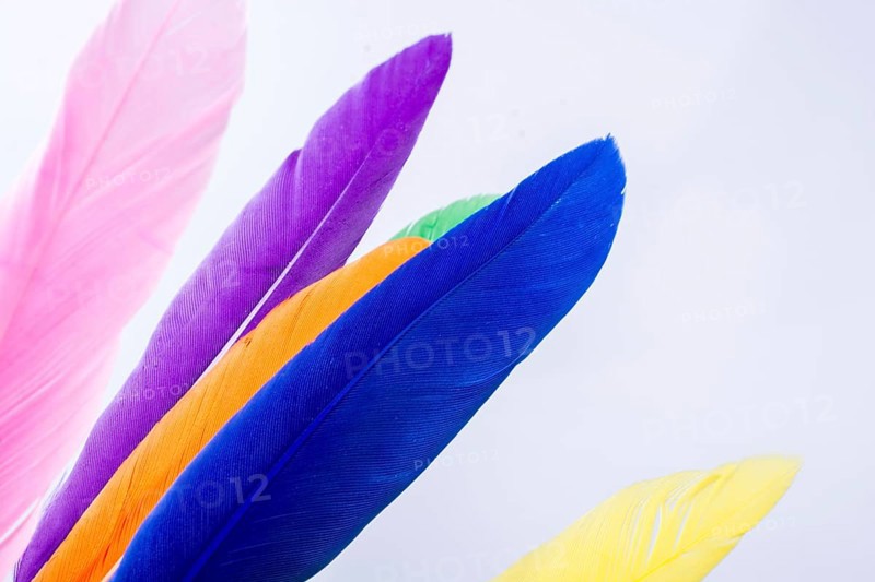 Collection of colored decorative feathers placed on white background