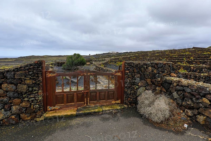 Wooden gate to terraced vineyard on volcano