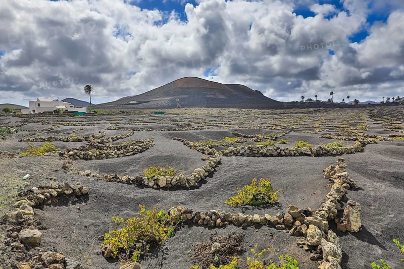 Vineyard in the volcanic landscape with view near Montana Blanca