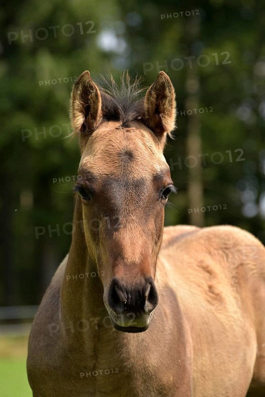 Foal of the Western horse breed American Quarter Horse in the pasture