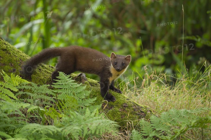 Pine marten