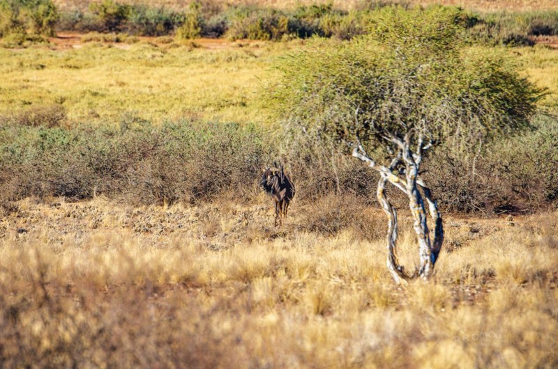 Blue wildebeest