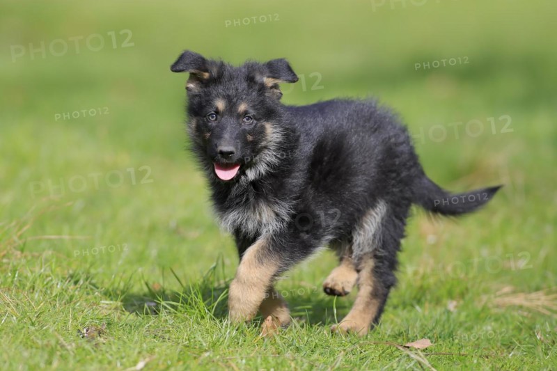 German shepherd domestic dog