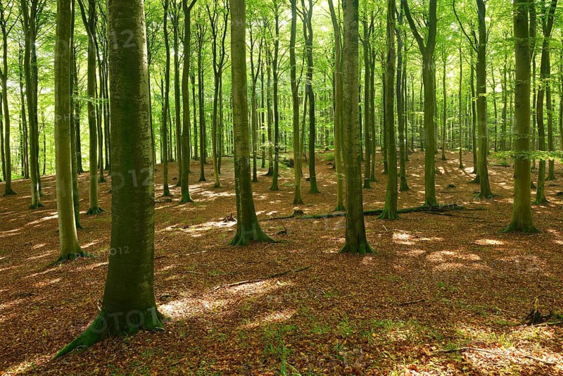 Sunny hall-like semi-natural beech forest