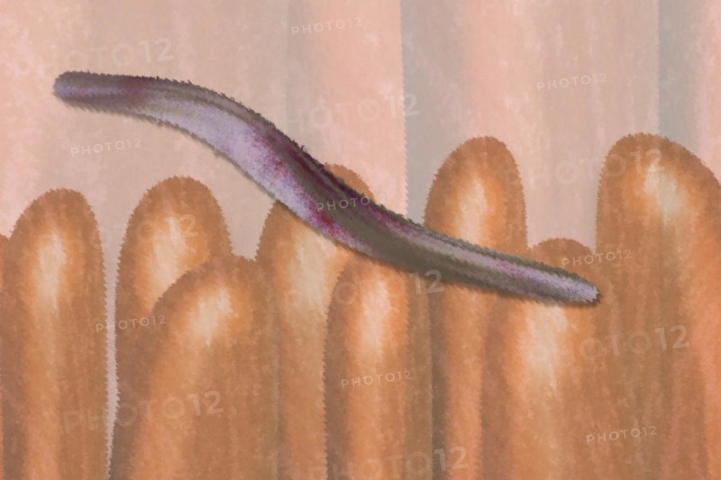 Illustration of bacteria on intestinal villi in the intestine The health-promoting intestinal bacteria produce