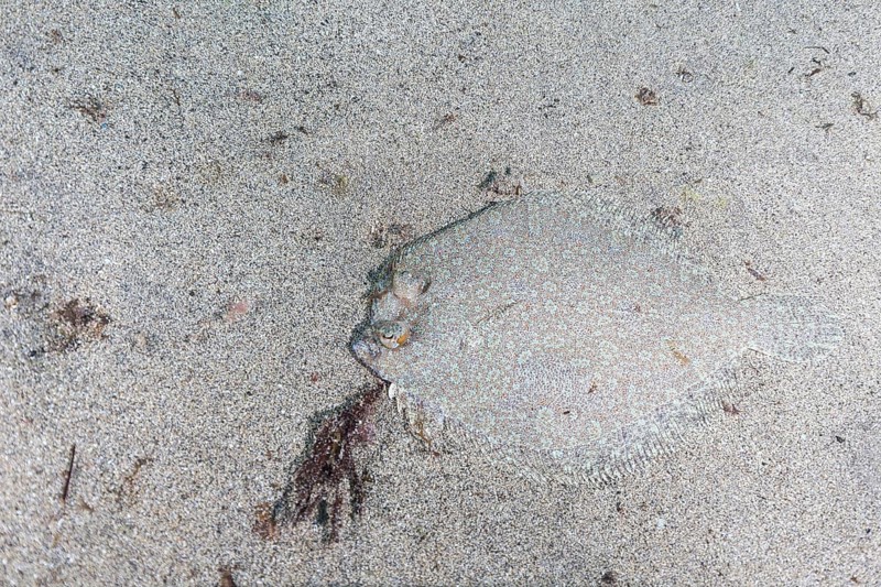 Wide-eyed flounder