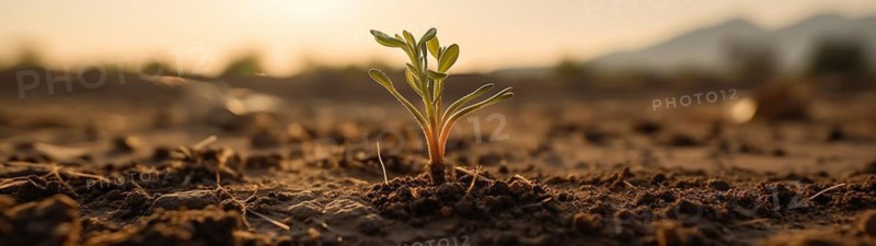 Row of budding sprouts out of moist soil