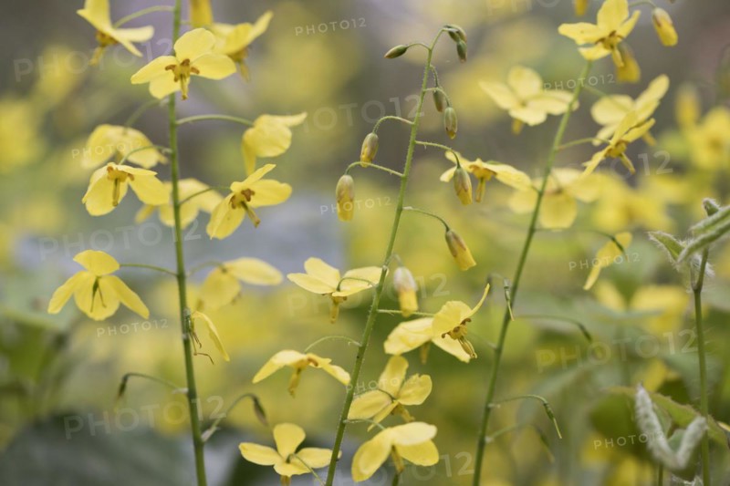 Elfflower