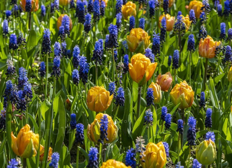 Yellow tulips and blue grape hyacinth in a bed in the park