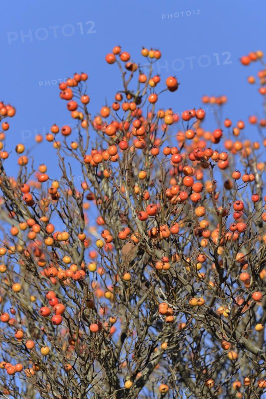 Deciduous tree
