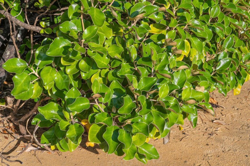 Kapuka shrub