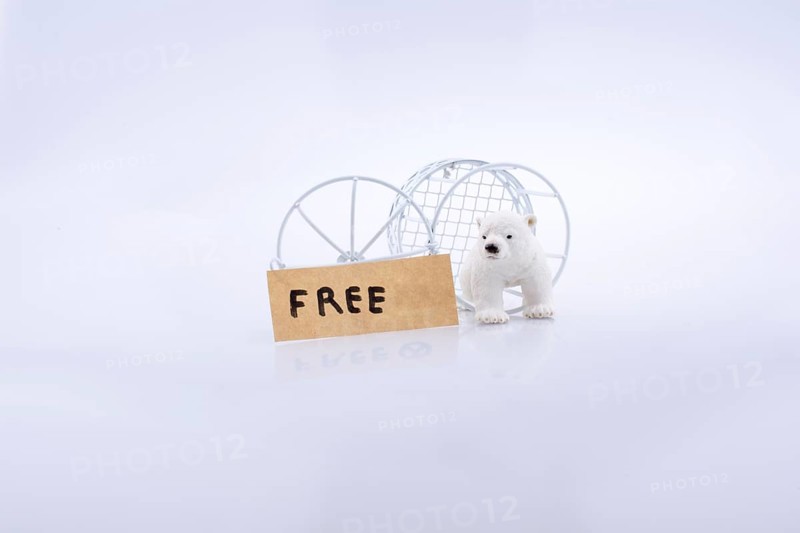 Polar bear cage open to freedom on white background