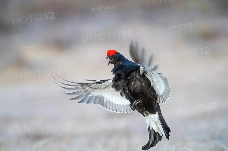 Black grouse