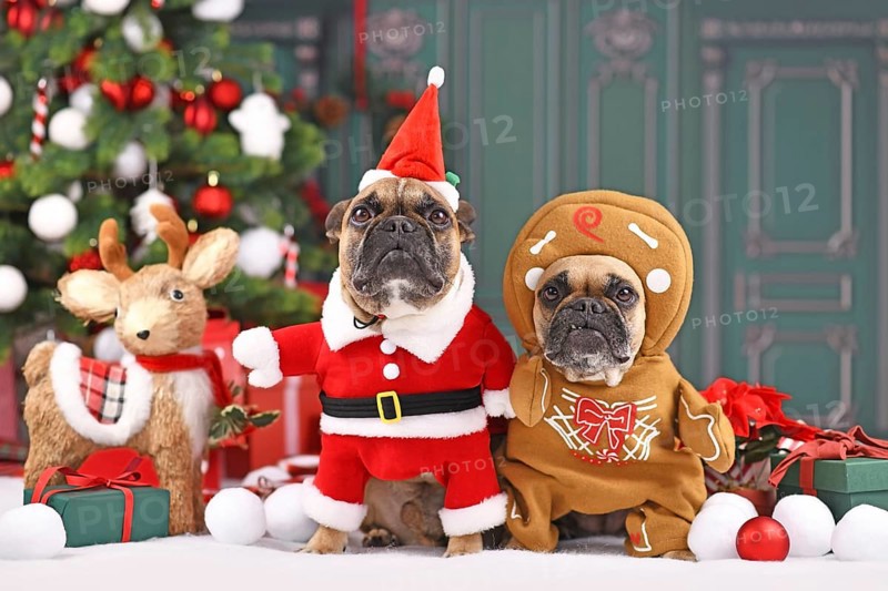 Pair of French Bulldog dogs wearing funny Christmas costumes dressed up as Santa Claus and gingerbread man in front of Christmas tree