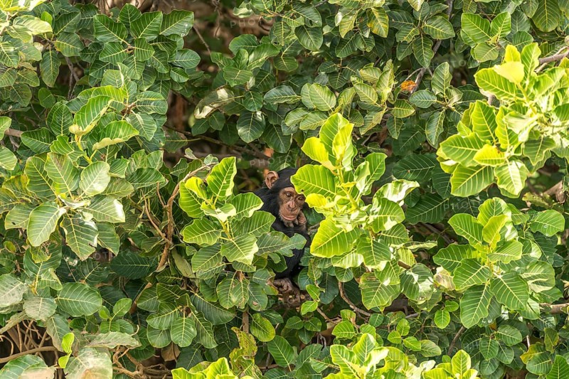 Young chimpanzee on Baboon Island