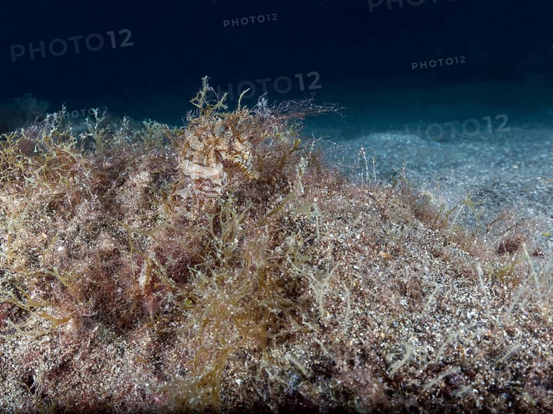 Short-snouted seahorse