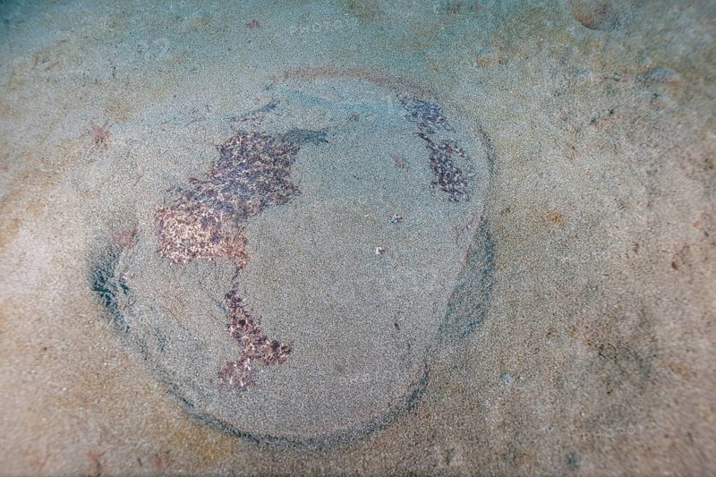Marbled electric ray